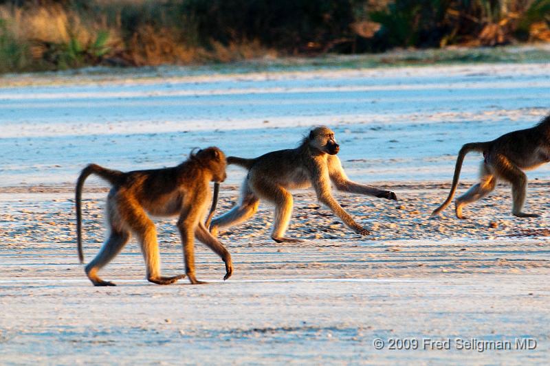 20090615_082318 D300 (1) X1.jpg - Baboons on a airstrip